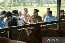 Pemkab HST edukasi cara sehat sembelih hewan kurban saat Idul Adha