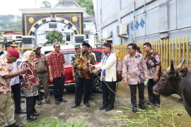 Pemkot Jayapura serahkan 10 ekor sapi kurban Idul Adha