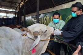 Pemkot Depok imbau pedagang tidak menjual hewan kurban sakit