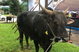 Presiden Joko Widodo sumbang sapi kurban untuk Masjid Raya Al Fatah Ambon