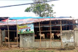 PDHI Lampung minta penjual hewan kurban perhatikan kebersihan lapak