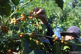 Panen kopi arabika Yellow Caturra