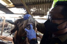 Pemeriksaan kesehatan hewan kurban di Bandar Lampung Page 1 Small