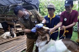 Pemeriksaan kesehatan hewan kurban di Bandar Lampung Page 2 Small