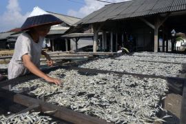 Produksi ikan teri di Pulau Pasaran Page 2 Small