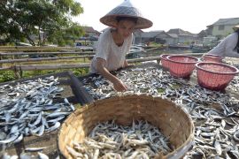 Produksi ikan teri di Pulau Pasaran Page 1 Small