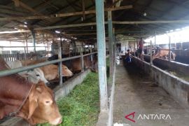 Stok sapi kurban di Babel over 1.464 ekor