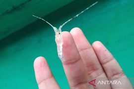 KKP siap bongkar pelaku di balik penyelundupan benur ke luar negeri