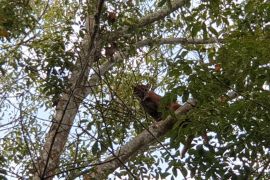 BKSDA benarkan kemunculan harimau terekam kamera warga di PTPN 7 Pesawaran Lampung