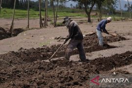 Warga Tanah Datar memilih bertanam ubi di area terdampak banjir bandang