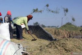 Keberadaan riset dan teknologi mudahkan petani