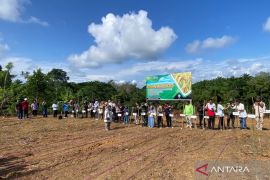 Pemkab Mukomuko lakukan gerakan tanam padi gogo