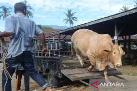 Ketersediaan hewan kurban Idul Adha di Aceh 86.593 ekor