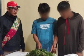 Dua pemuda edarkan ganja, diamankan di perladangan jeruk Rakut Besi Simalungun