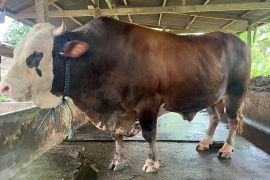 Presiden Jokowi beli sapi warga Kolaka Timur untuk kurban, segini harganya