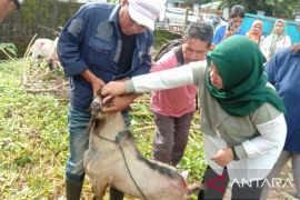 Dinas Pertanian Maluku cek kesehatan hewan kurban di Ambon
