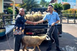 IKPP Serang salurkan 51 ekor hewan kurban untuk warga sekitar