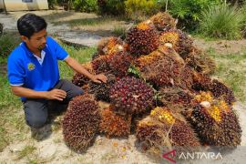 Harga TBS sawit tertinggi di Kalbar capai Rp2.725 per kilogram
