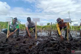 PT PLN Papua menanam 1.000 bibit pohon mangrove di Teluk Youtefa