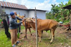 Ketersediaan sapi di Kalbar untuk Idul Adha surplus