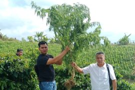 Polres Simalungun sita 24 pohon  ganja dari ladang warga