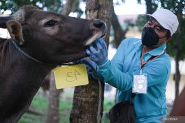 Berikut ciri fisik hewan kurban sehat, kenali sebelum menyembelih