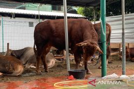 Politik kemarin, Gibran kurban sapi hingga KPU Sleman luncurkan maskot