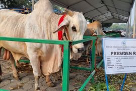 Masjid Nasional Al Akbar terima sapi seberat 1 ton dari Jokowi