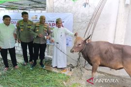 58 cows distributed to mosques in two Papuan provinces for Qurbani