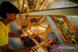 Petani muda di Pandeglang berhasil olah bunga telang bernilai ekonomis dengan omzet Rp20 juta perbulan