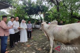 TMII berikan dua ekor sapi untuk kurban di Masjid Sunan Kalijaga