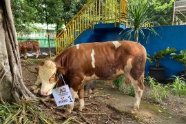 Gereja Katedral Jakarta sumbang seekor sapi ke Masjid Istiqlal