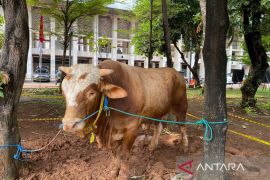 Wapres bersama ibu Shalat Idul Adha di Masjid Istiqlal Jakarta