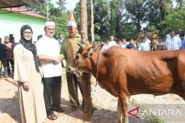 Melati Erzaldi serahkan 3 hewan kurban untuk desa Mesu dan warga Bukit Baru