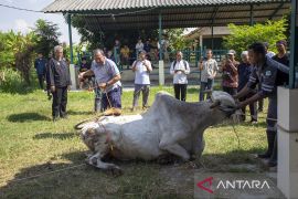 Tata cara penyembelihan hewan kurban sesuai syariat