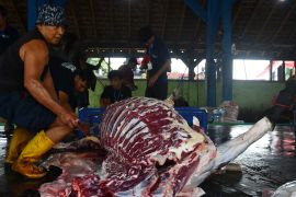 Penyembelihan hewan kurban di RPH Madiun