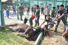 Korem 091/ASN sembelih hewan kurban 14 sapi dan 1 kambing