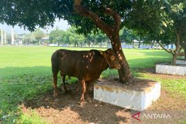 DKI kemarin, sapi limosin dari Gibran hingga inovasi sembelih kurban