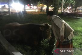 Masjid Raya Medan terima sapi kurban dari Prabowo, segini beratnya