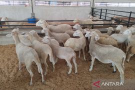 Majalengka pemasok hewan kurban bagi daerah sekitar