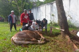 Pemprov Babel potong 17 ekor sapi kurban