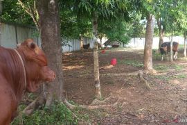 Babel jadikan Idul Adha momentum tingkatkan silahturahmi