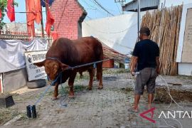 PDIP Kediri: Sapi dari keluarga Pramono Anung beratnya 1,1 ton