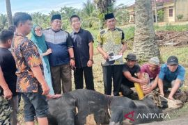 Polres Padang Lawas sembelih 5 ekor sapi dan 2 ekor kambing