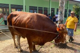 Sapi kurban sumbangan Jokowi di Belitung berbobot 850 kilogram