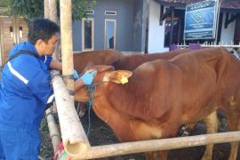Diskannak Garut periksa acak kesehatan 450 hewan kurban sebelum disembelih
