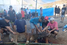 Warga Banjarbaru ramai sembelih hewan pada hari pertama Idul Adha