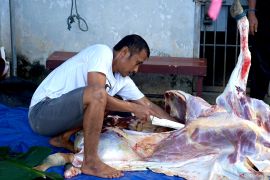 Kemenag catat hewan kurban nasional capai 1,8 juta ekor