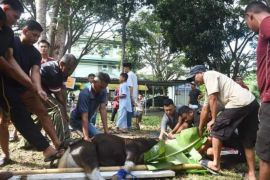 Korem 142 Tatag Mamuju sembelih tujuh ekor sapi pada Idul Adha
