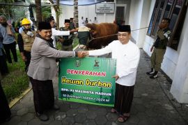 Pemkot Madiun salurkan 13 ekor hewan kurban ke panti asuhan dan warga